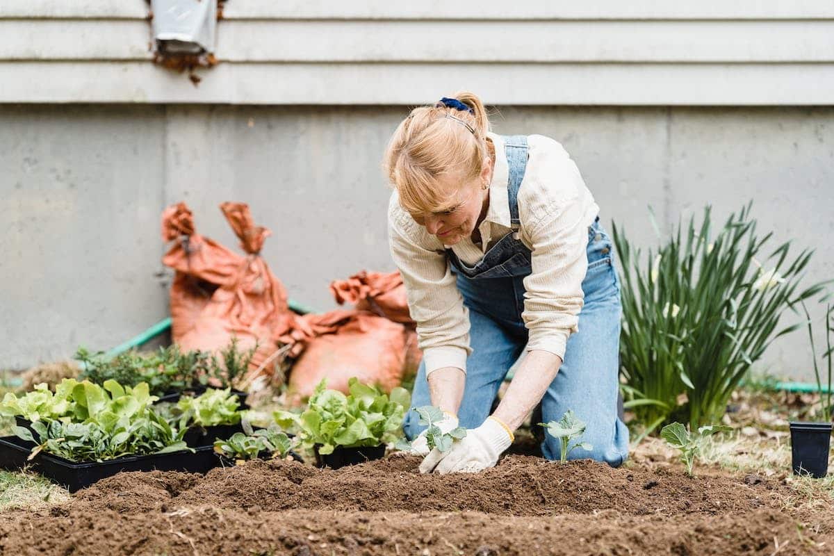 Optimisation de l’espace de jardinage pour les seniors au fil des saisons