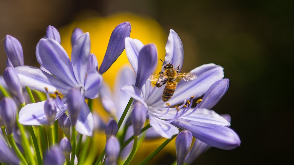 plantes indigènes